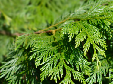 Cedar Branch