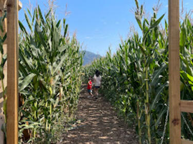 Greendale Acres -Corn Maze and Pumpkin Patch